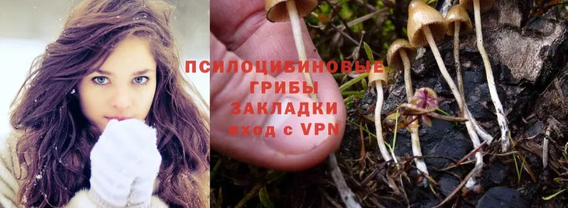 Псилоцибиновые грибы Psilocybe  Ханты-Мансийск 